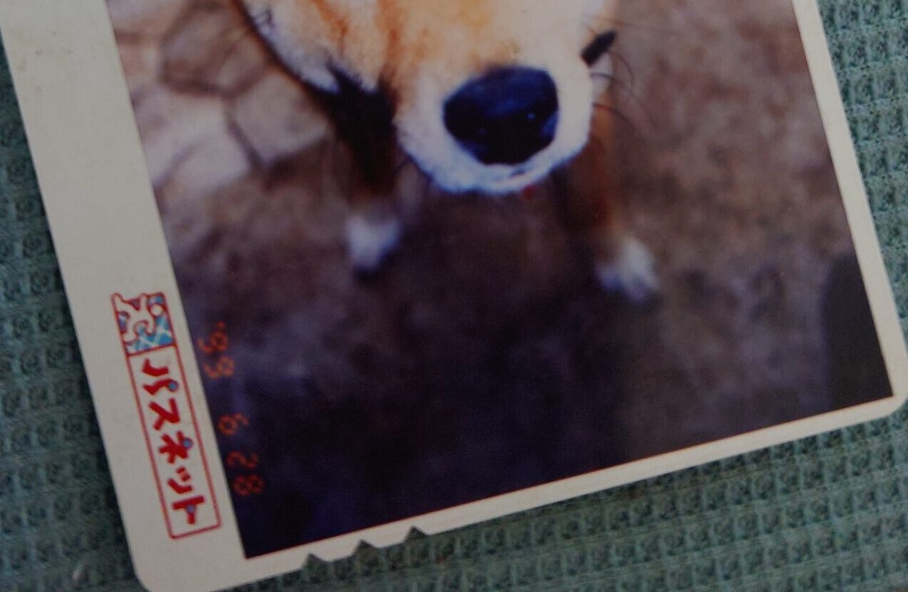 写真でカードを作る